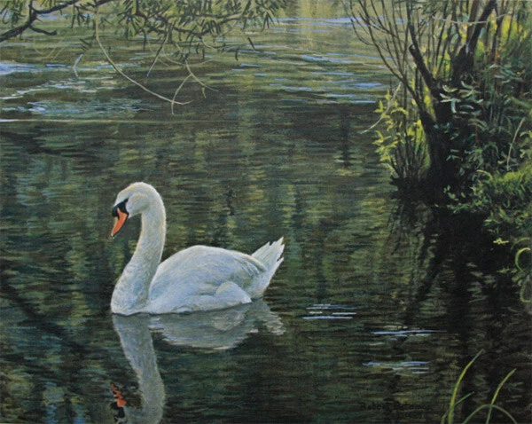 Robert Bateman Sylvan Stream - Mute Swans