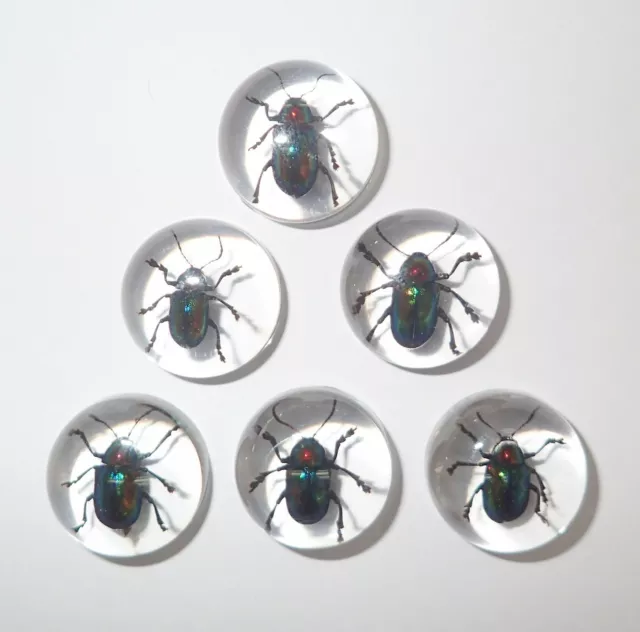 Insect Cabochon Shining Leaf Beetle Round 19 mm Clear 10 Pieces Lot