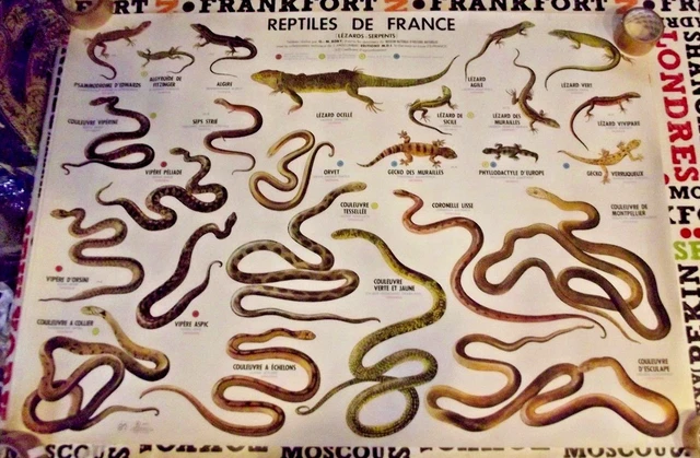 Jung Koch Quentell - Affiche scolaire du lézard 1963 - Lin