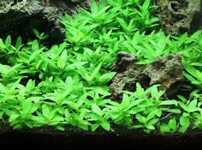 *BUY 2 GET 1 FREE* Staurogyne Repens S. Repens Clump Live Aquarium Plants ✅