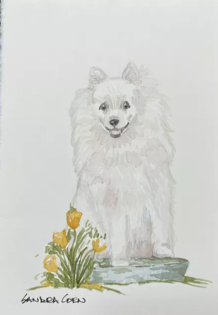 American Eskimo Dog Original Watercolor by Sandra Coen sitting in flowers