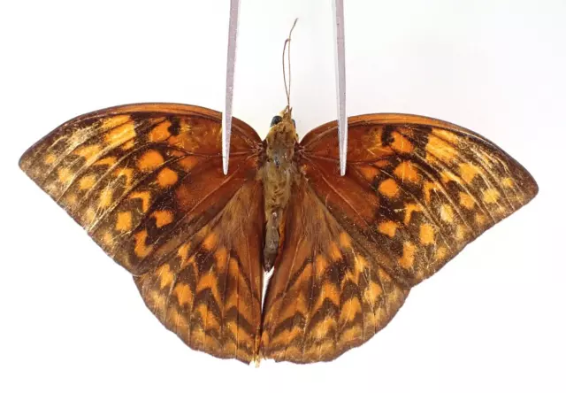 N19128. Unmounted butterflies: Nymphalidae sp. Vietnam. Nghe An