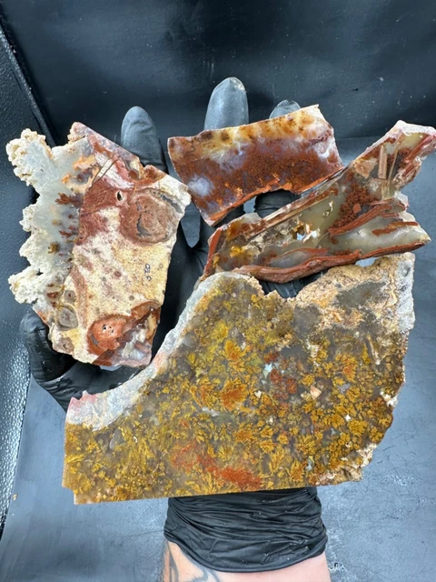 Carey plume agate slabs old stock coveted Oregon plume