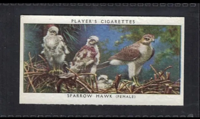 SPARROW HAWK - 80 + year old English Tobacco Card # 8
