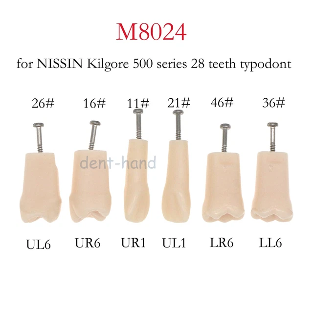 Dental Model fit Kilgore NISSIN 500 Type Removable Teeth Screw-in Practise Study