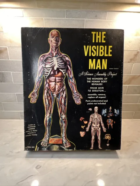 Vintage The Visible Man Plastic Human Anatomy Kit Display By Renwal 800