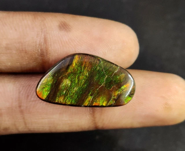 Opale ammolite canadienne Cabochon Flashy Multi Color Loose Gemstone 24x13x4 MM