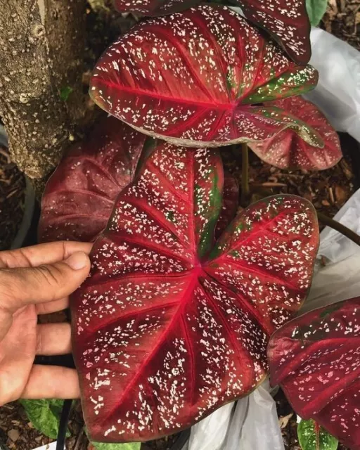 SALE1448 Caladium Kaladie Indoorplants Grünpflanze 5 Samen Seeds