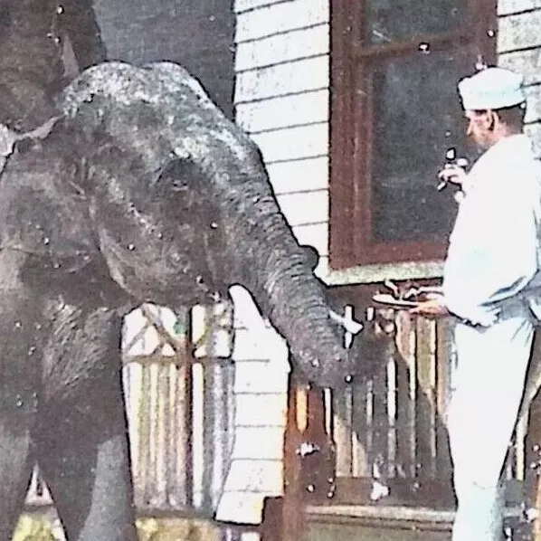 c. 1909 Gunda Elephant Begging Sweets New York Zoological Park Bronx Zoo