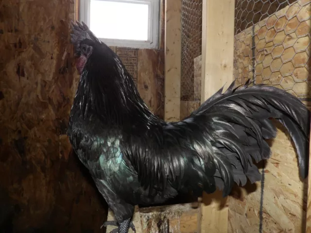 10+ Ayam Cemani chicken hatching eggs 