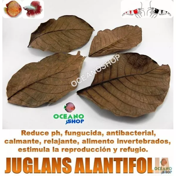 50UDS HOJAS JUGLANS AILANTIFOLIA uso como almendro indio terminalia catap