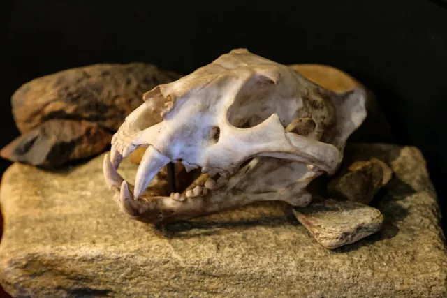 High Quality Tiger Skull Replica - Large museum quality piece.