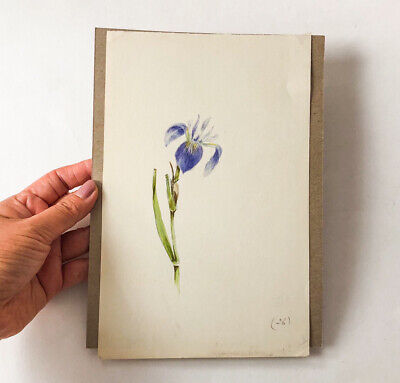 Original Iris Flower Botanical Drawing Painting Sketching Illustration Book VTG