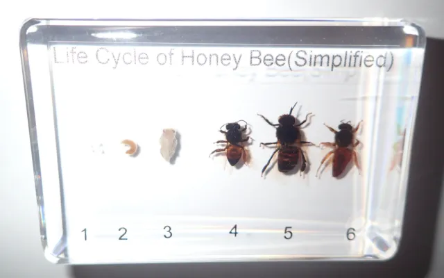 Honey Bee Simplified Life Cycle Set Education Specimen Clear Resin Block T101B