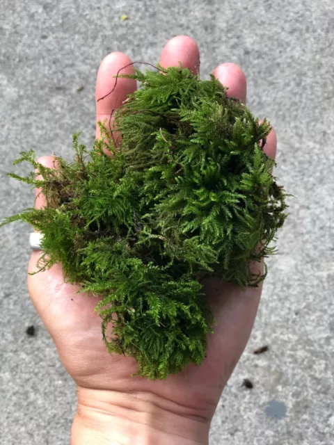 Gorgeous Real Moss Terrarium Moss Large Bag Fairy Moss Bonsai Live Moss 28x20cm