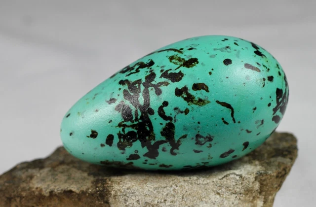 Guillemot egg,  Thin billed murre, Iceland, taxidermy, nature, real