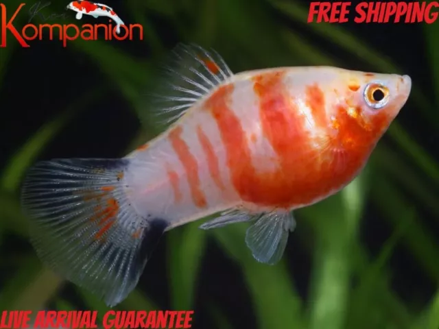 3/5/10/20/50X Red Tiger Platy Fish Free Shipping Koi Kompanion