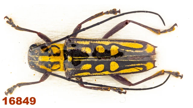 Cerambycidae: Glenea sp.   A1, 13 mm , 1 pc