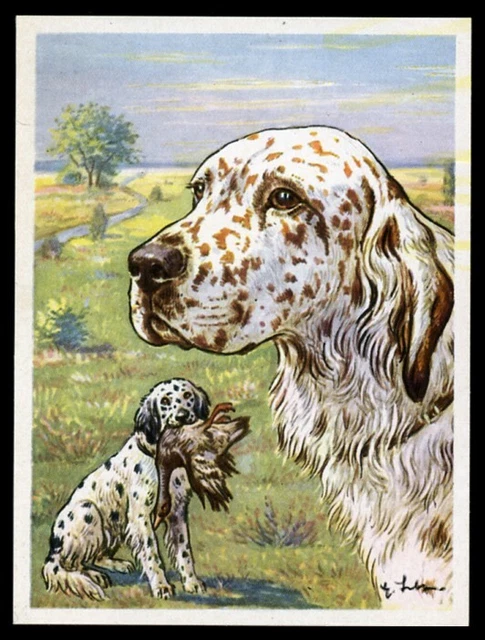 ENGLISH SETTER Working Gundog Dog Art VINTAGE Tobacco Company Trade Card