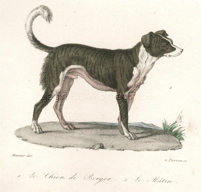 Dog Border Collie Smooth Coat Type, 1830 Hand-Colored Copper Engraving Print