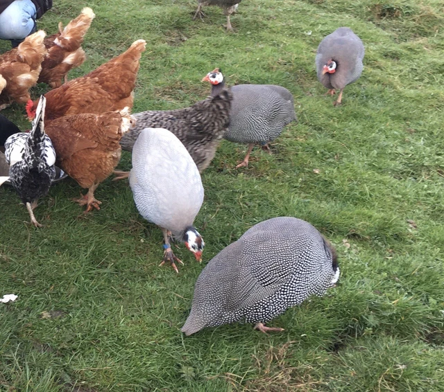 12 FRESH FREE Range Guinea Fowl Hatching Eggs From Free Range Birds £10