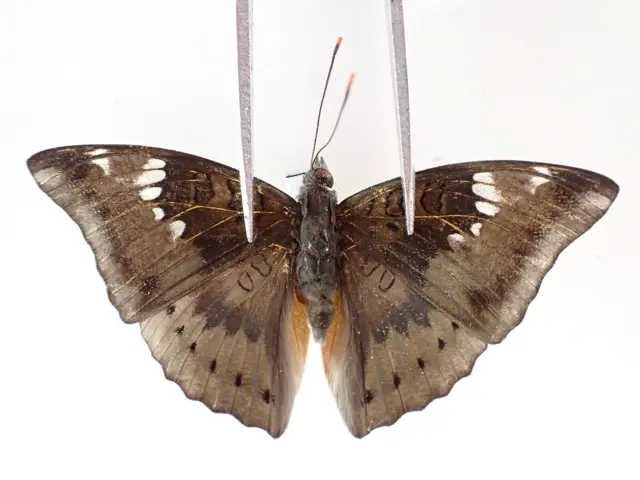 N19127. Unmounted butterflies: Nymphalidae sp. Vietnam. Nghe An