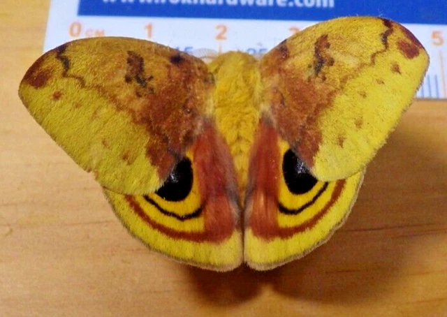 Captive Reared Male IO Silk Moth Automeris io Saturniidae Southeast Texas E111