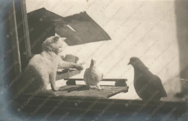 Gatto che gioca con le colombe Piccioni Bird Fotografia animali Cartolina