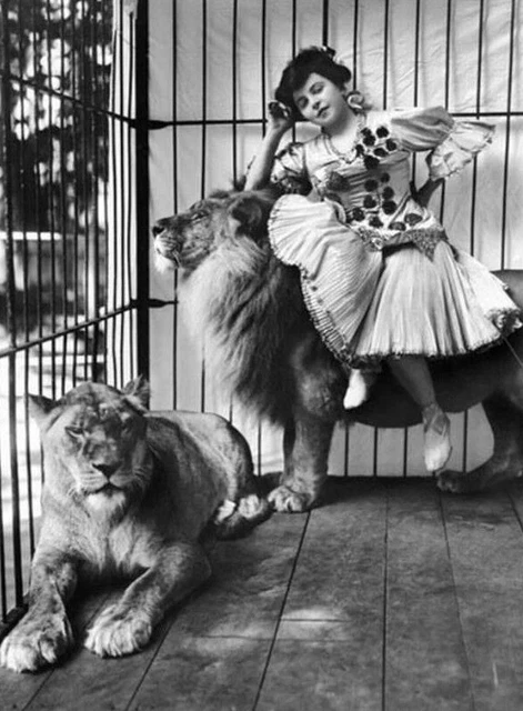 Antique Circus Lion Photo 1219 Oddleys Strange & Bizarre