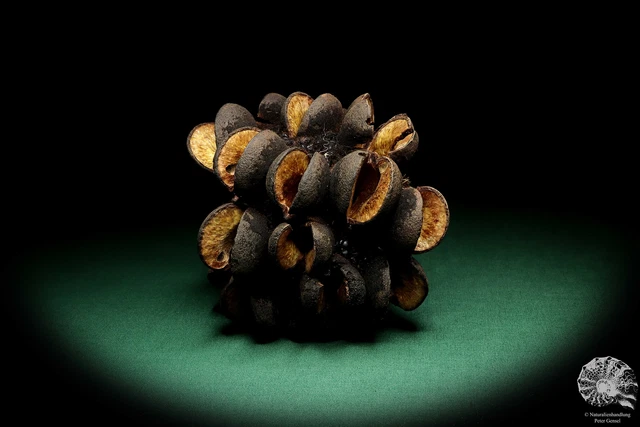 Banksia speciosa Australia árboles de plata recientes frutos secos frutos secos