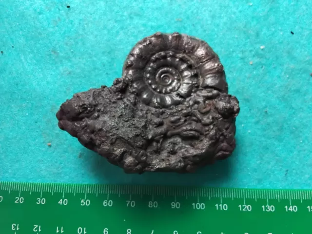 Eoderoceras ammonite 48mm