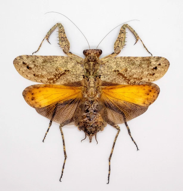 Mantidae - Theopompa opthalmica (f) - Rare - Cameron Highlands, Malaysia (TO83)