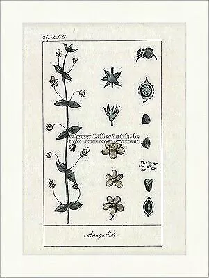 Acker-Gauchheil Anagallide Primelgewächse Giftpflanze Blüten Samen Buffon 417