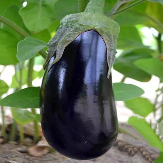 Black Beauty Eggplant Seeds | NON-GMO | Heirloom | 200 Fresh Garden Seeds