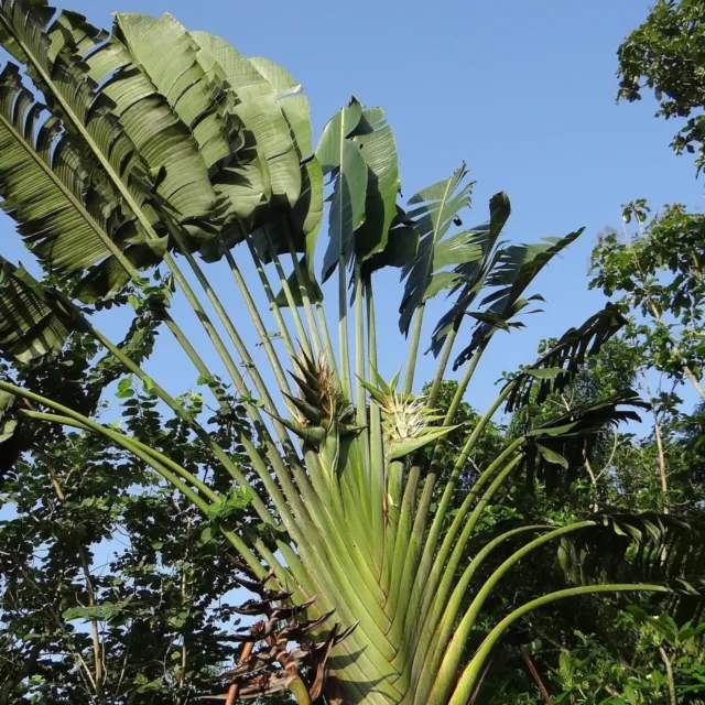 Traveller's Palm (Ravenala madagascariensis) - 10 seeds