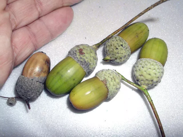 20 Species Of Oak Acorns For Botanical Study / Collections