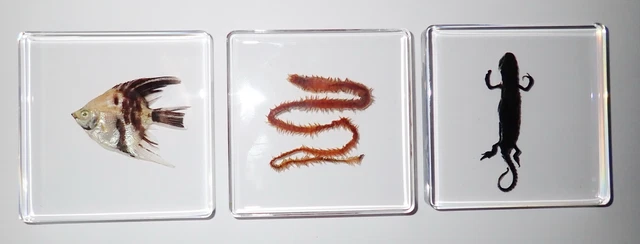 Angel Fish & Clamworm & Newt Collection Set 75x75 mm Slide Education Specimen