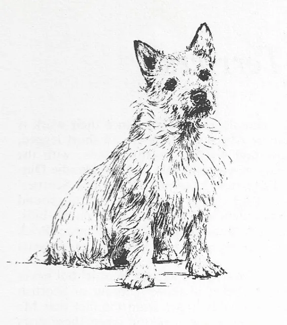 Norwich Terrier #1 - CUSTOM MATTED - 1963 Vintage Dog Art Print 0507 CLD