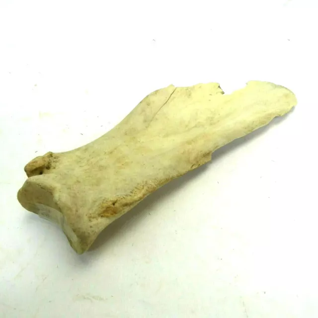 Missouri River Buffalo Horn Scapula Hoe