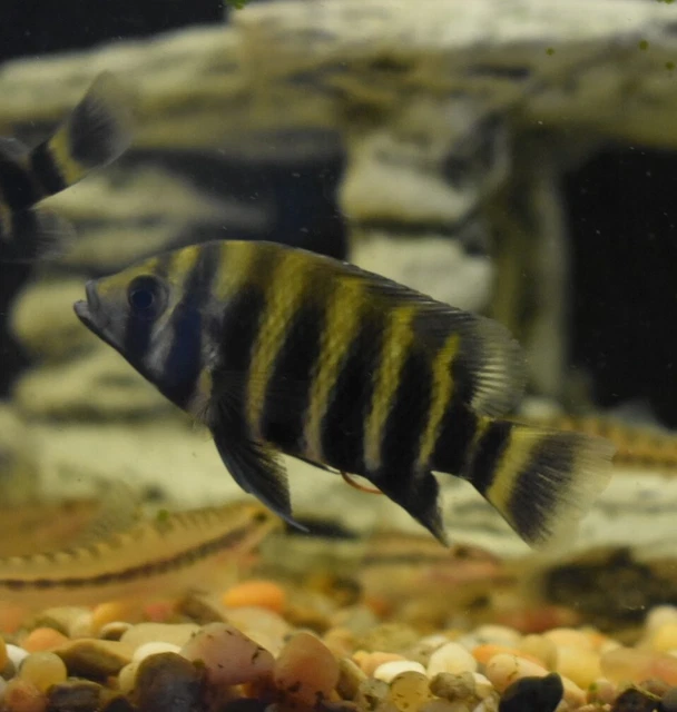 Live Buttikoferi Zebra Tilapia Cichlid (3" Aquarium Fish) PLS READ DESCR 9