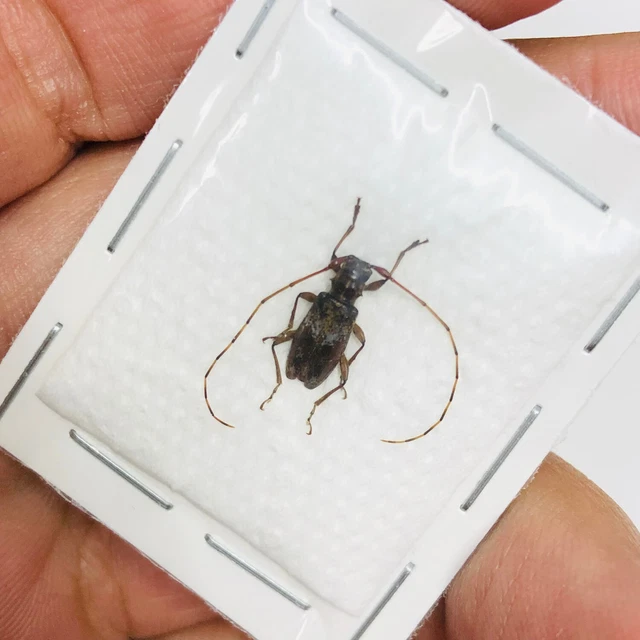 Cerambycidae sp from Yingjiang Yunnan 7695 EX-RARE