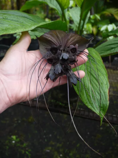 Black Bat Flower "Tacca chantrieri"  x 15 Fresh Seeds