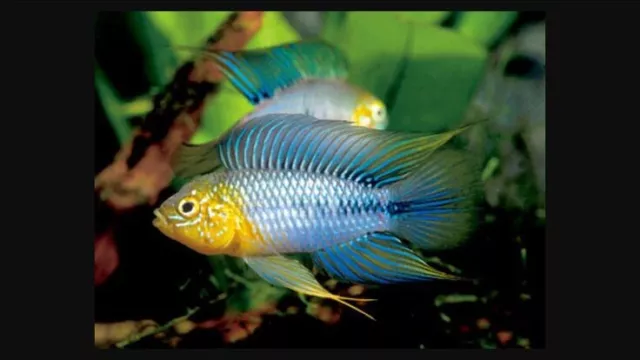 Apistogramma Borelli “Blue” Breeding Pair-Captive Bred Dwarf Cichlids!
