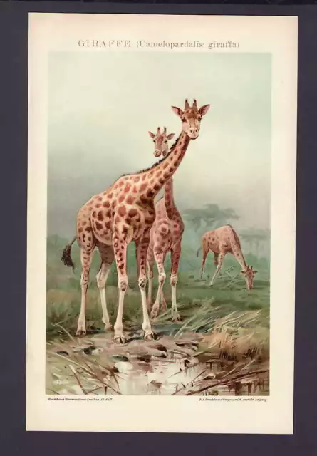 Giraffe: alte Chromo-Bildertafel