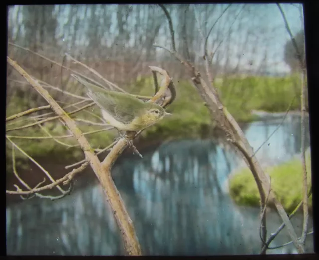 Glass Magic Lantern Slide BIRDS OF EUROPE NO16 C1910 ORNITHOLOGY PHOTO