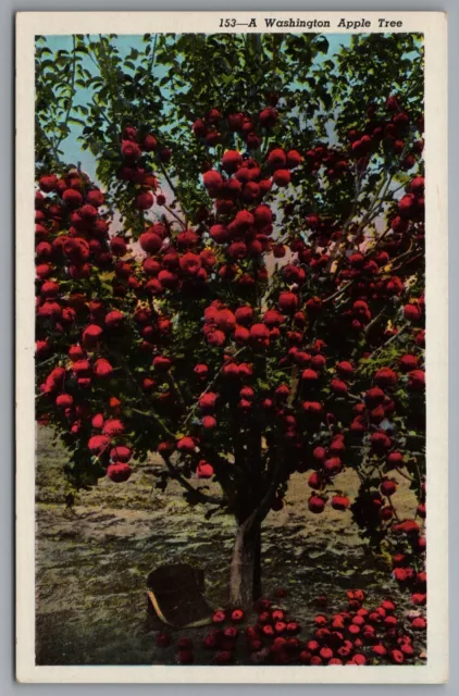 Washington Apple Tree Linen Era Postcard c1940s