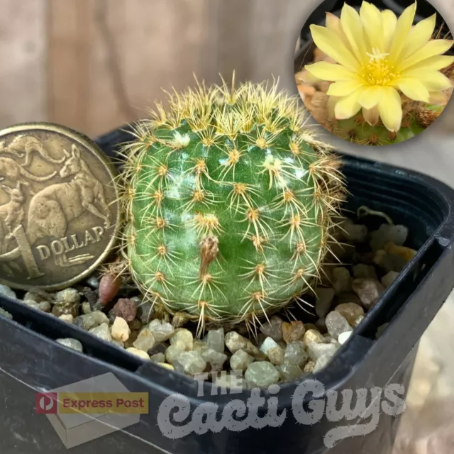 Frailea heliosa Seeding [shown in 68mm pot] Rare Cactus Succulent