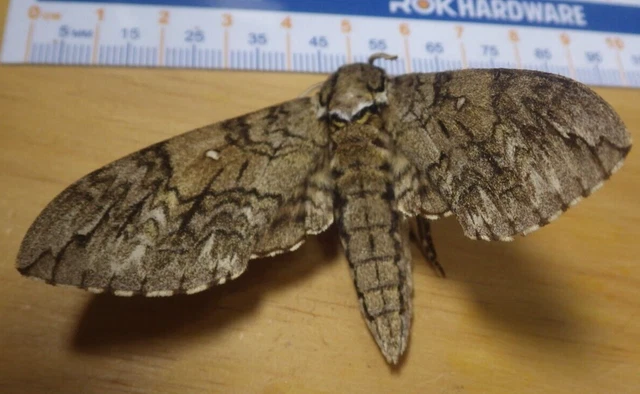Waved Sphinx Moth Ceratomia undulosa Sphingidae Lepidoptera Southeast Texas C210