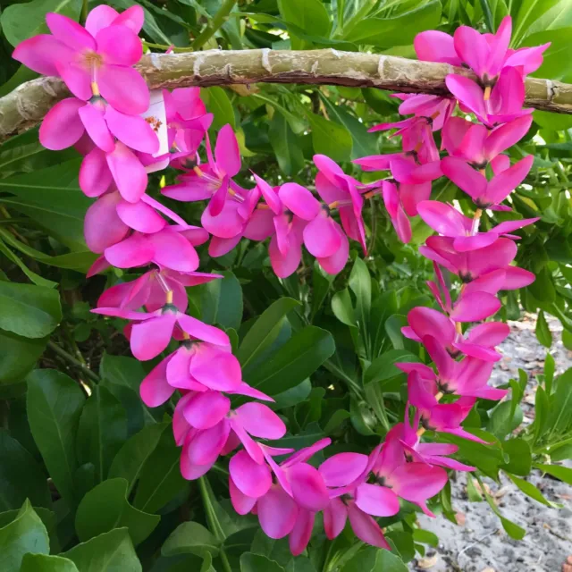 Hawaiian Silk Lei - Hot Pink Plumeria - Designed In Hawaii