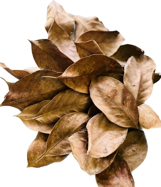 Dried Jack Fruit 50 pcs Leaves Organic Bio Film Shrimp Aquarium Ceylon Natural